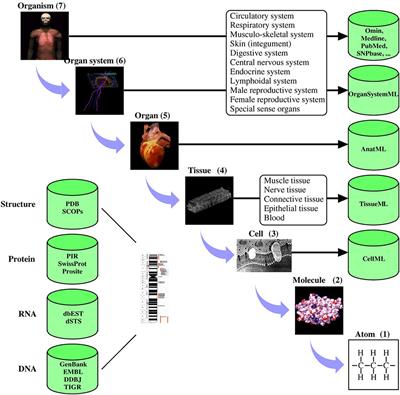 Simplifying the Process of Going From Cells to Tissues Using Statistical Mechanics